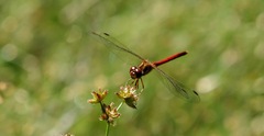 Sympetrum vicinum