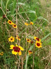Coreopsis tinctoria
