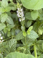 Mentha spicata