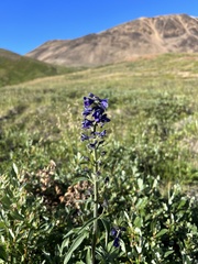 Delphinium