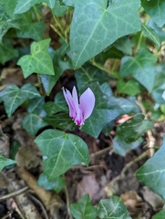 Cyclamen hederifolium