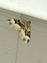 Euphyia intermediata