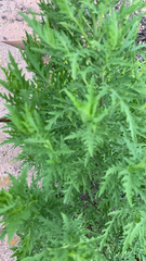 Artemisia annua