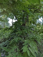 Celtis occidentalis