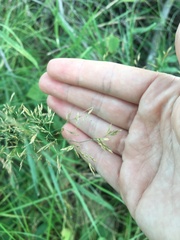 Agrostis