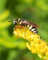 Philanthus ventilabris