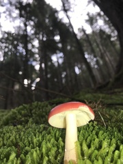 Russula emetica
