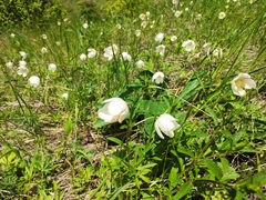 Anemonoides sylvestris