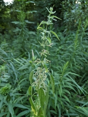 Urtica gracilis