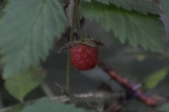 Rubus