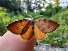 Mellilla xanthometata