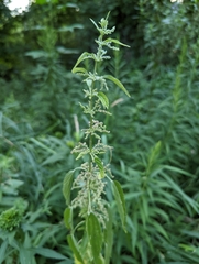 Urtica gracilis