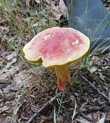 Boletaceae