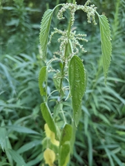 Urtica gracilis