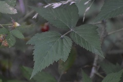 Rubus