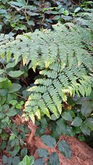 Pteridium