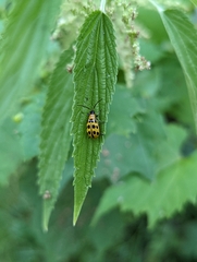 Diabrotica undecimpunctata