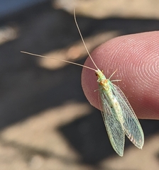 Chrysopa quadripunctata