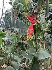 Heliconia rostrata