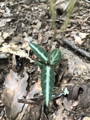 Chimaphila maculata
