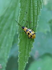 Diabrotica undecimpunctata