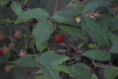 Rubus