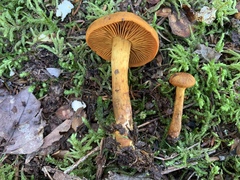 Cortinarius