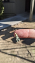 Chrysopa quadripunctata