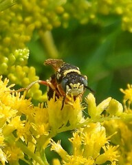 Philanthus ventilabris