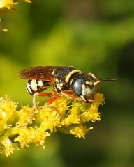 Philanthus ventilabris