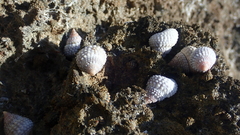Cenchritis muricatus
