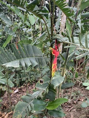 Heliconia rostrata