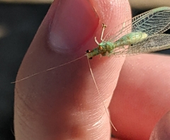 Chrysopa quadripunctata