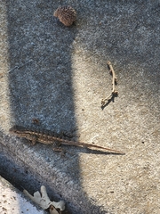 Sceloporus occidentalis bocourtii