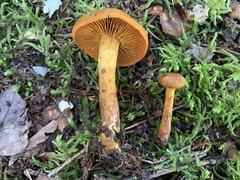 Cortinarius