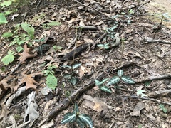 Chimaphila maculata