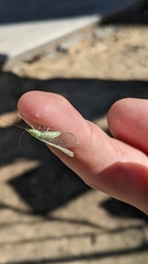 Chrysopa quadripunctata