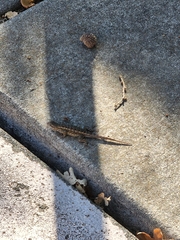 Sceloporus occidentalis bocourtii