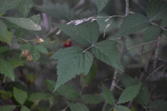 Rubus