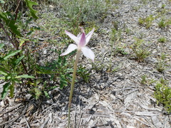 Zephyranthes