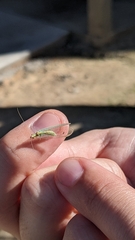 Chrysopa quadripunctata