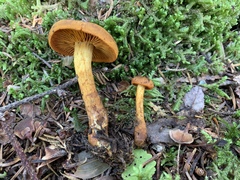 Cortinarius