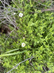 Acleisanthes longiflora