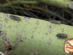 Chrysobothris octocola