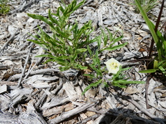 Chamaesaracha edwardsiana