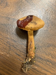 Cortinarius