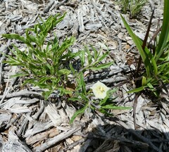 Chamaesaracha edwardsiana