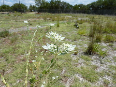 Euphorbia marginata
