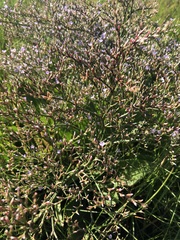 Limonium carolinianum