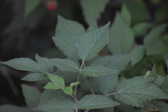 Rubus